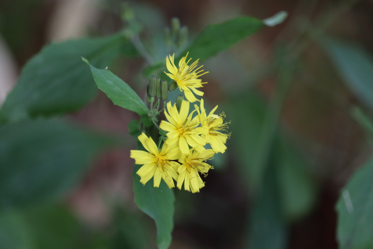椿ファームの農地風景