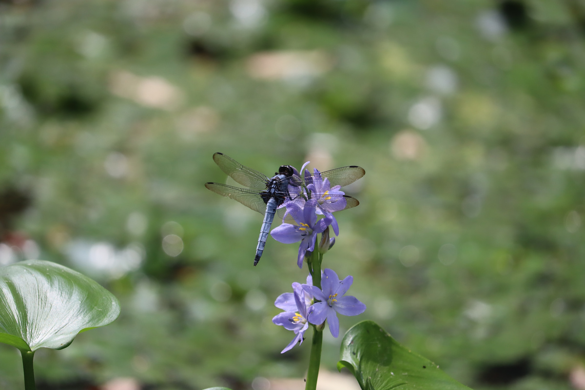 シオカラトンボ