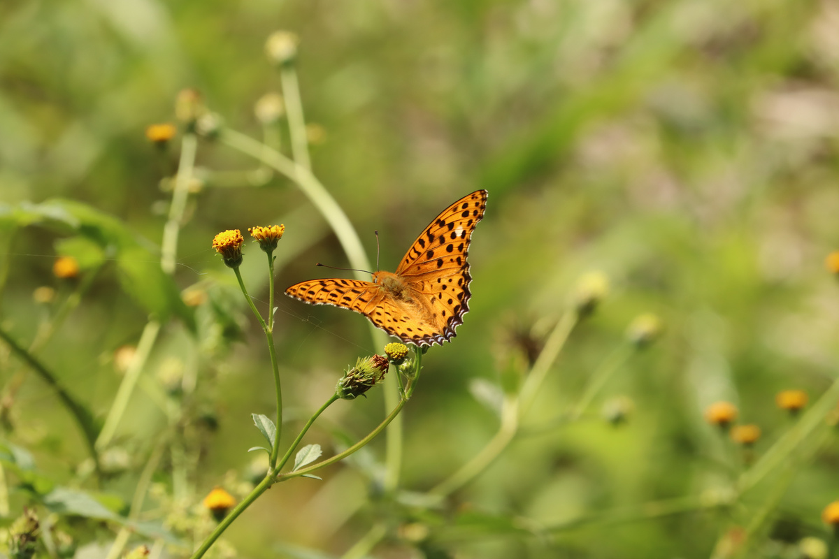 ツマグロヒョウモン